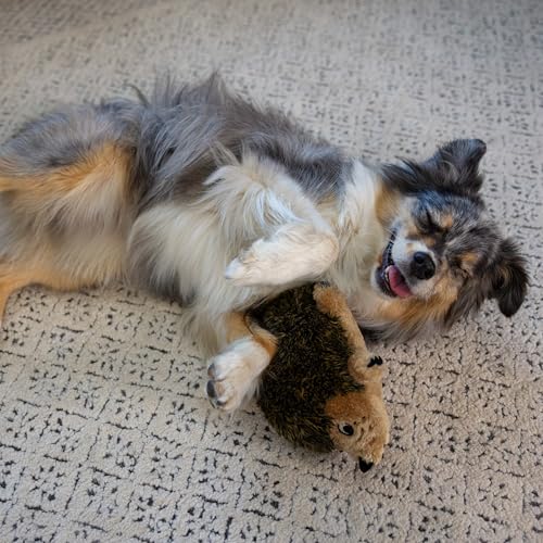 Size comparison for medium Hedgehogz toy