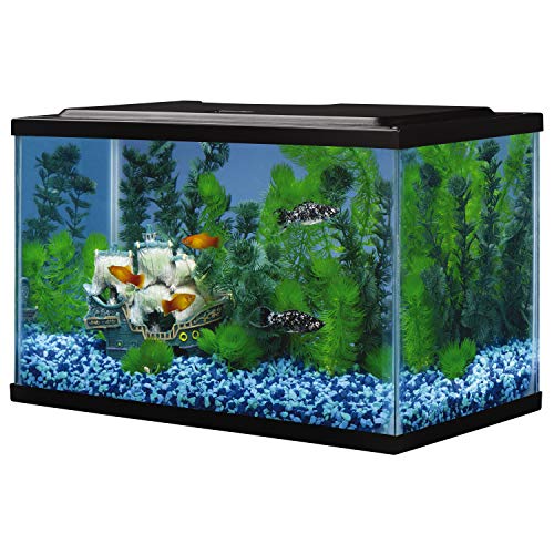 Empty 5.5 gallon glass aquarium setup