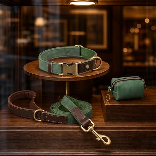 Didog pet collar worn by a medium dog