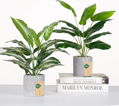 Decorative 16 inch indoor plants