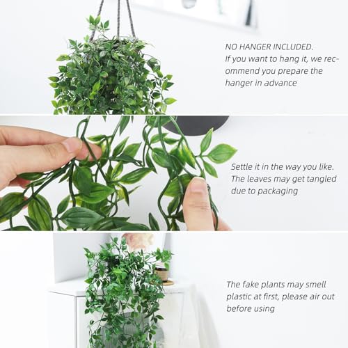 Whonline plant displayed on a shelf