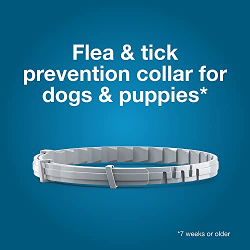 Seresto 8-Month Flea & Tick Collar for Small Dogs Under 18 lbs., 2ct close up