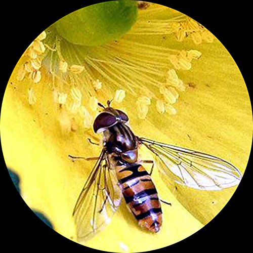 Elementary stereo microscope with glass slides