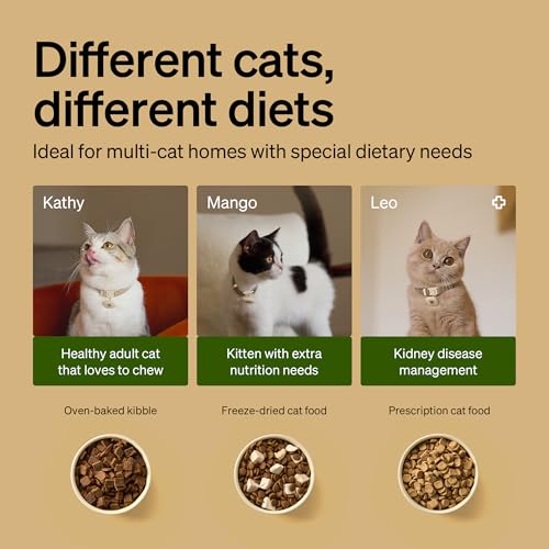 Cat eating from PETLIBRO RFID feeder bowl