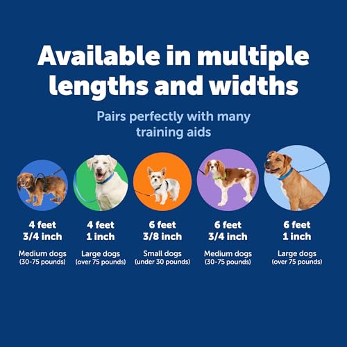 PetSafe Nylon Dog Leash attached to a dog collar