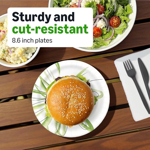 Basics paper plates 300 count packaging
