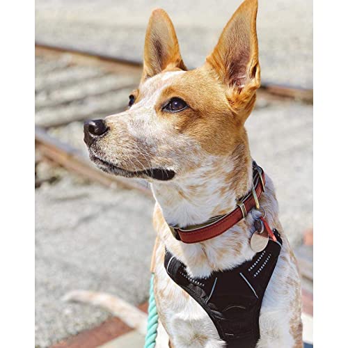 rabbitgoo harness top control handle