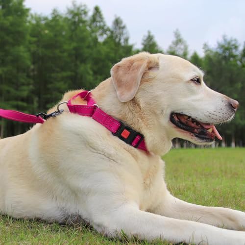 Joytale Martingale collar flat layout
