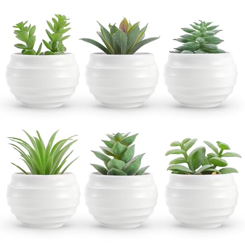 Der Rose 6 pack succulent collection