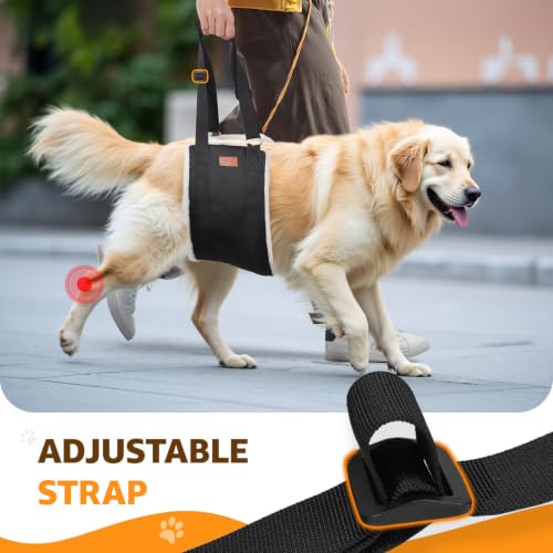 Dog using mobility harness on stairs