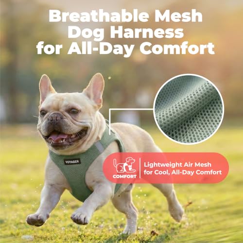 Reflective strips on Moss Green dog harness