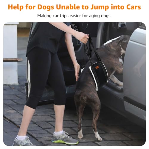 Dog using LOOBANI support sling on stairs
