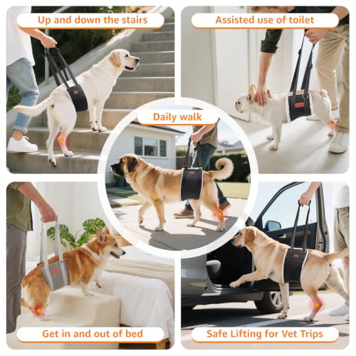 Reflective safety strip on LOOBANI hind leg support