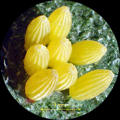 Professional stereo microscope