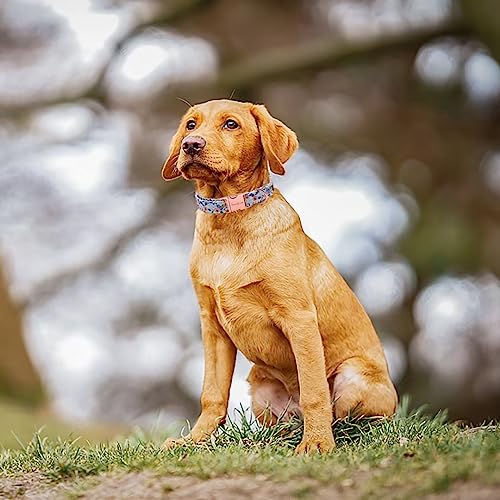 Medium size Unique style paws floral dog collar