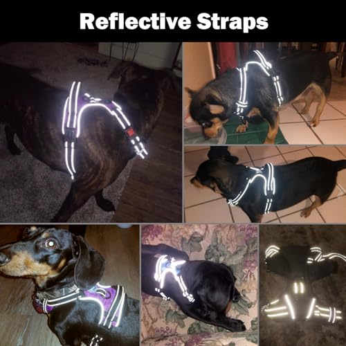 PHOEPET orange dog harness reflective material test