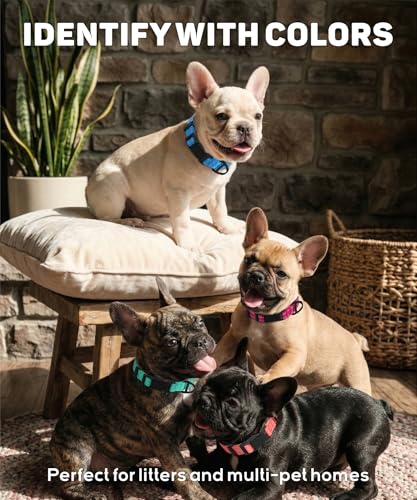 TagME Small Dog Collar laid flat