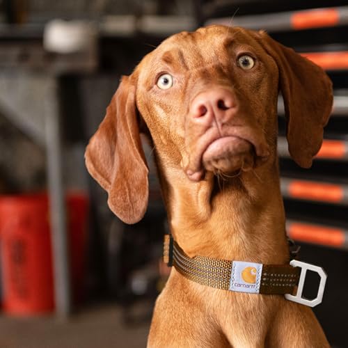 Rugged metal D-ring on Carhartt Dog Collar