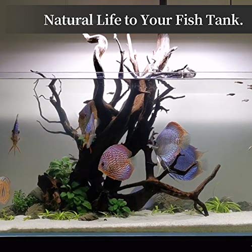 Reptile terrarium decor with natural wood