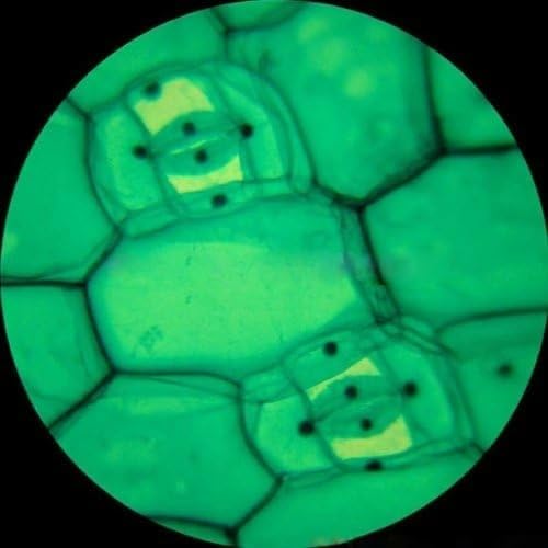 AmScope M148-E brightfield LED illumination plain stage