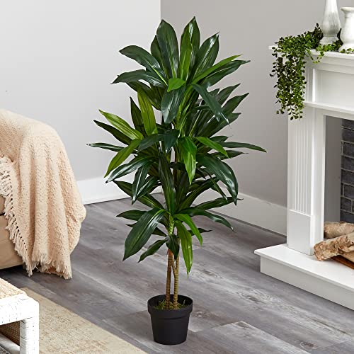 Close up of realistic Dracaena leaves