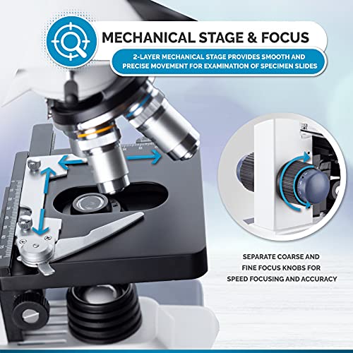 Binocular compound microscope view