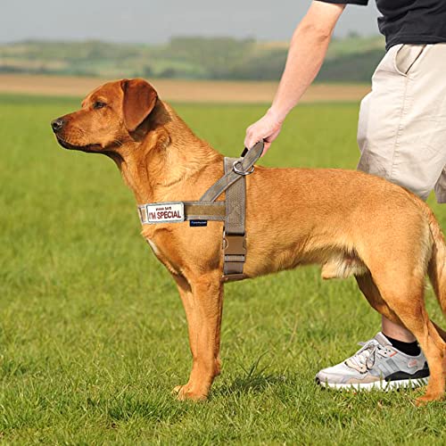 Velcro patch area on Annchwool dog vest