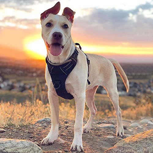 rabbitgoo Dog Harness packaged for large dogs