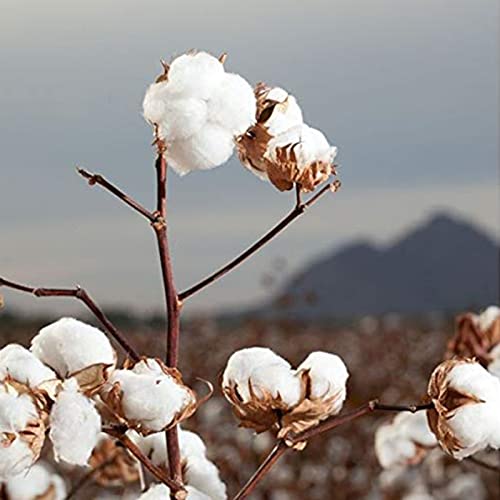 Organyc cotton rounds 70 count retail box