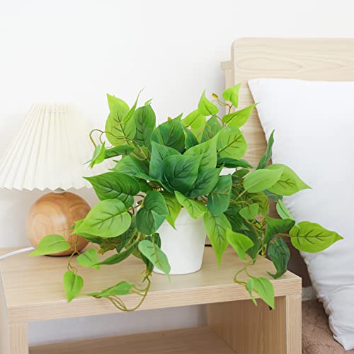 Lifestyle setup of the two-tone green plant