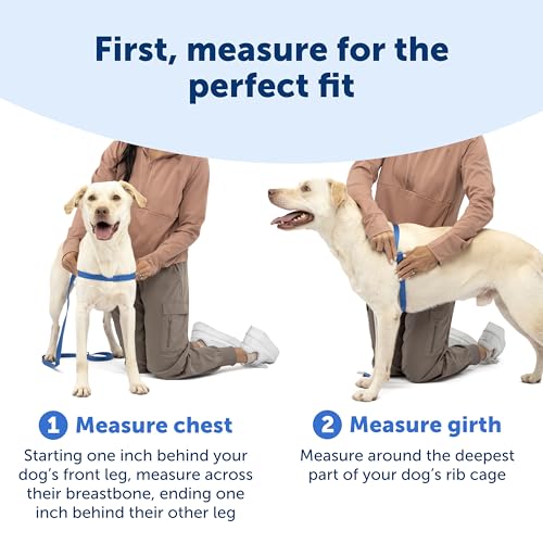 Raspberry and Gray dog harness design