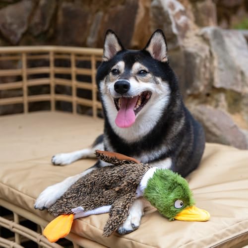Small wild duck stuffless toy for interactive dog play