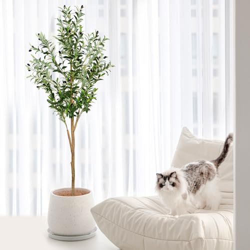plantsworld olive tree placed in a decorative pot